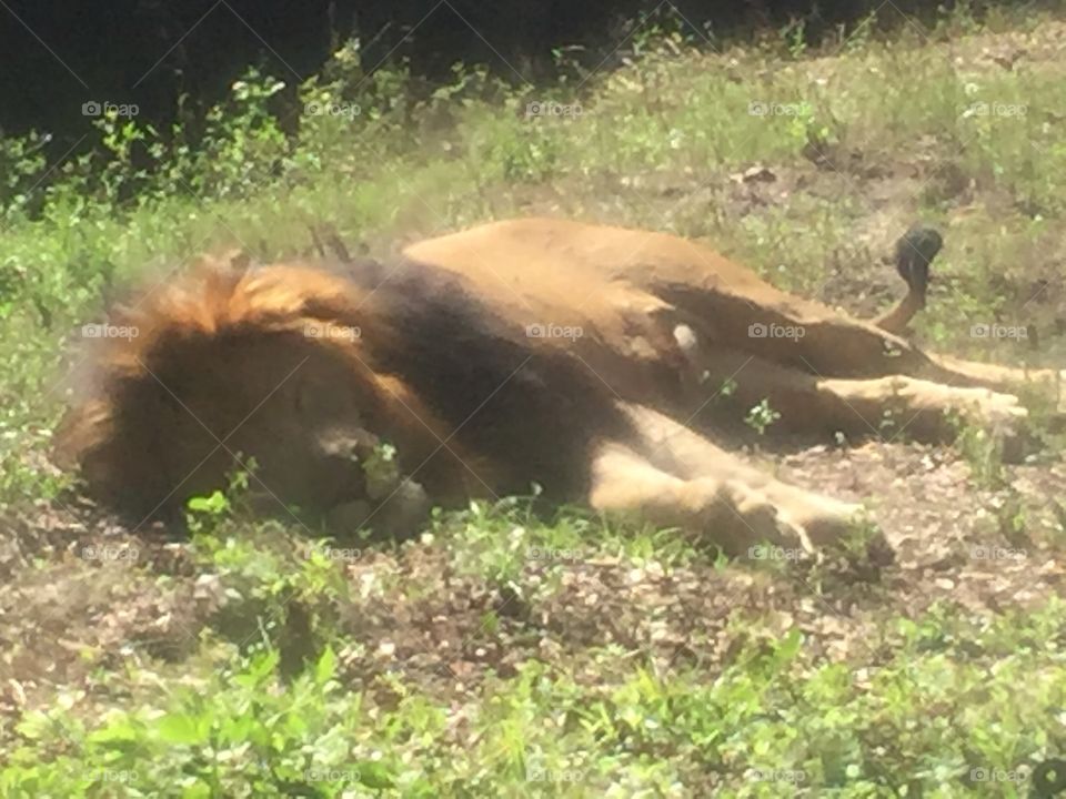 Leo the lion taking a nap