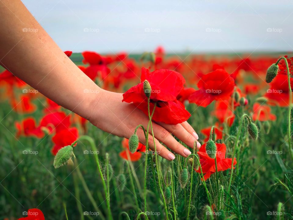 Poppies