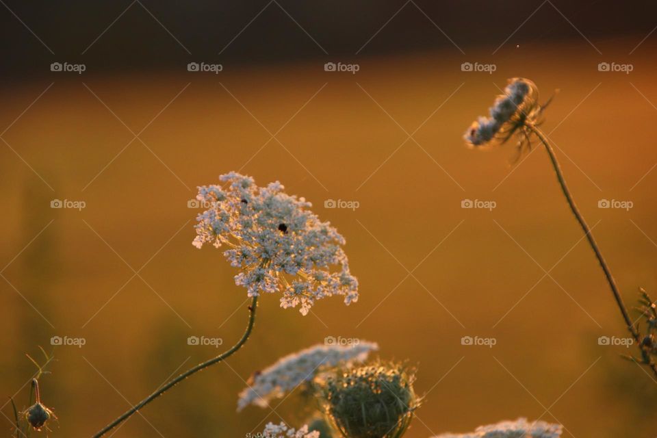 Flowers at golden hour