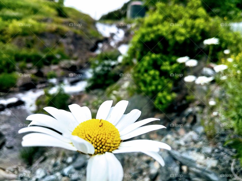 Flower on the creek