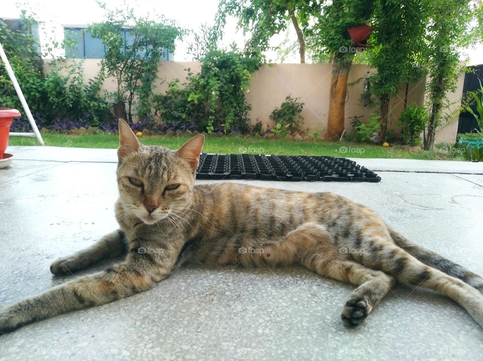 cat sitting on the floor, small size, small eyes brown in colour two ear,tail looks very nice