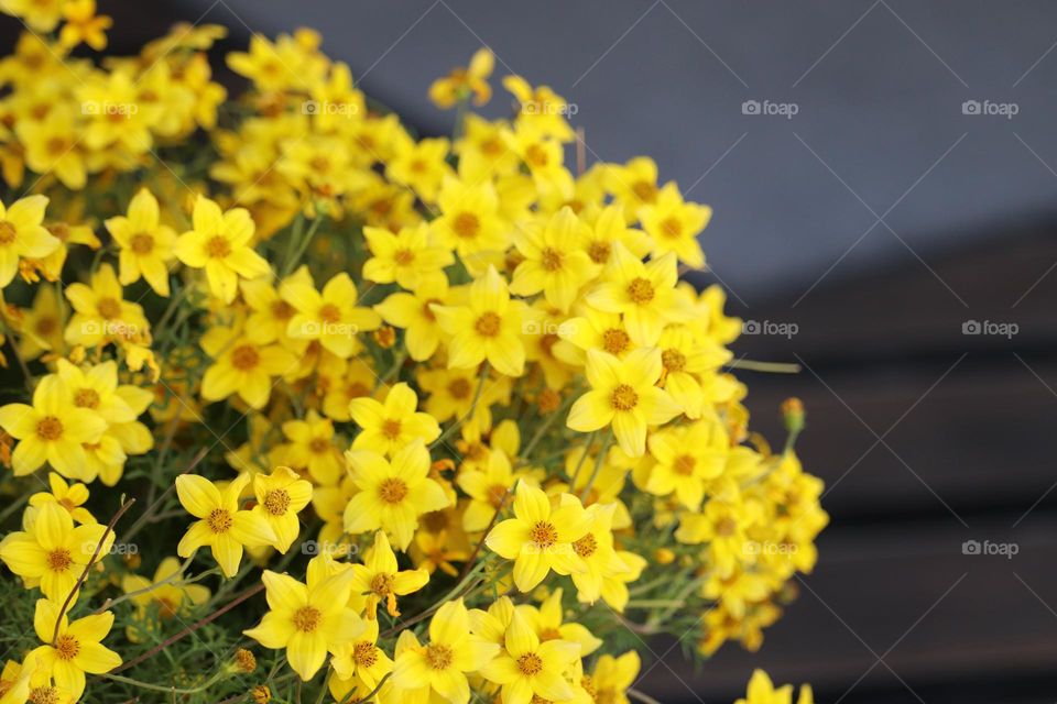 Yellow flowers