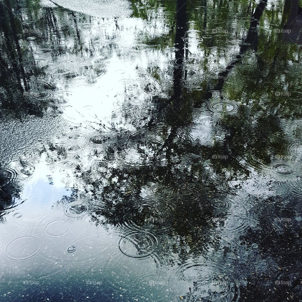 Reflection, Tree, Water, Wood, Nature