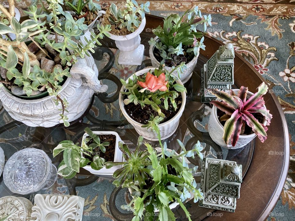 Succulent houseplants on glass coffee table