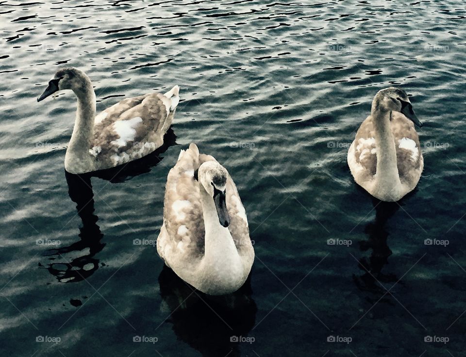 Swans