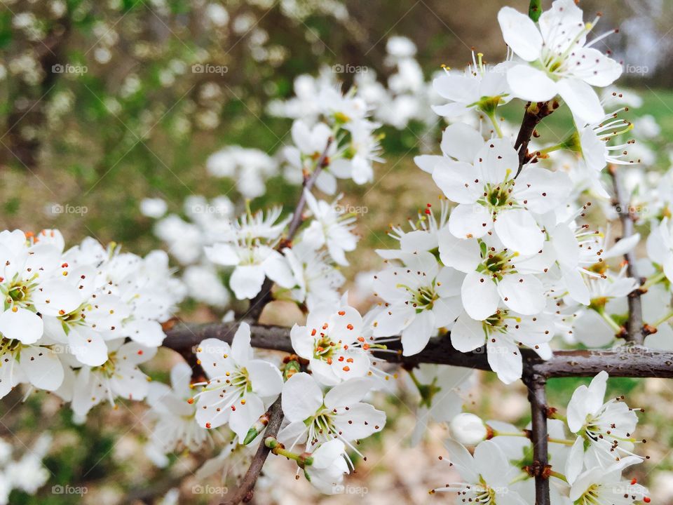 White flowers blooming in spring