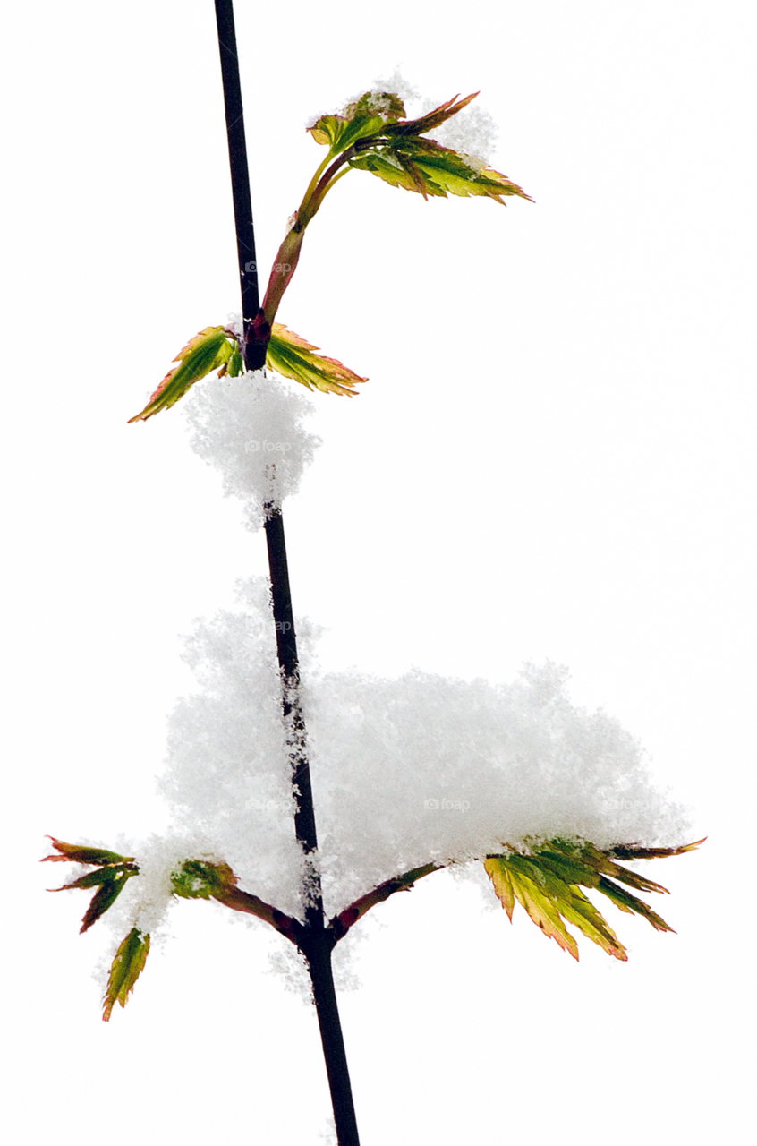 snow winter tree leaves by mparratt