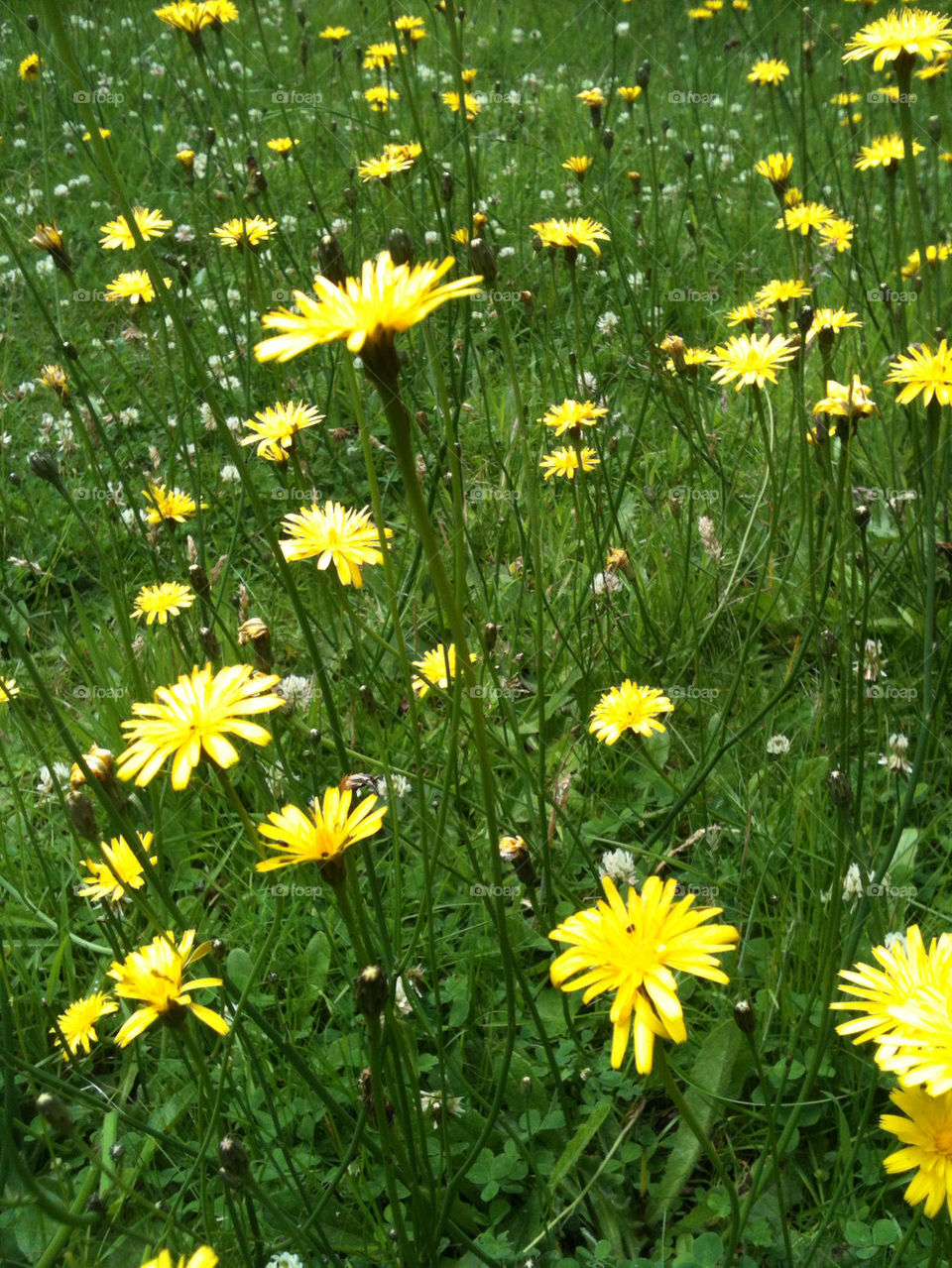 flowers field garden yellow by gregmanchester