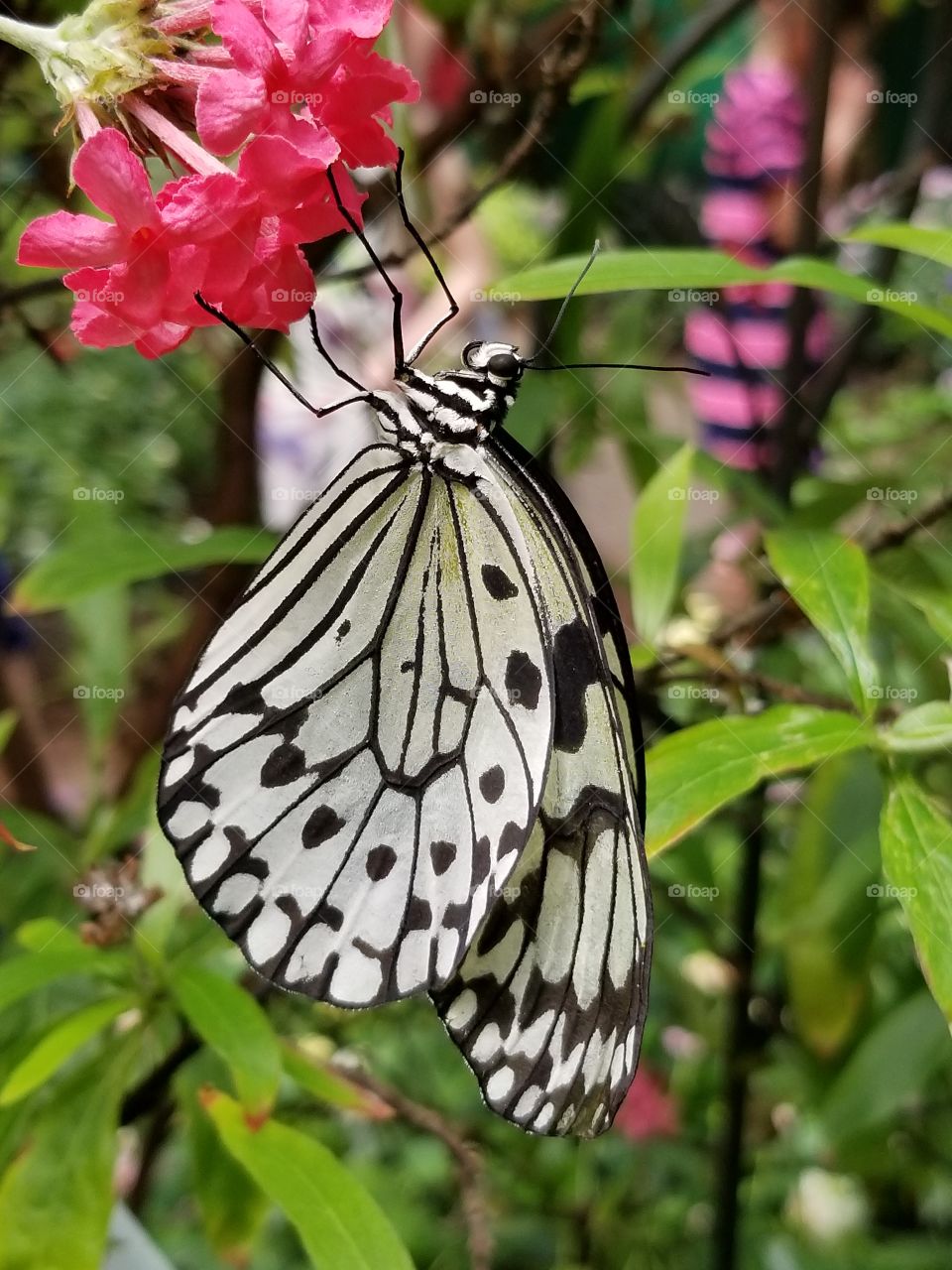 butterfly,  upside down