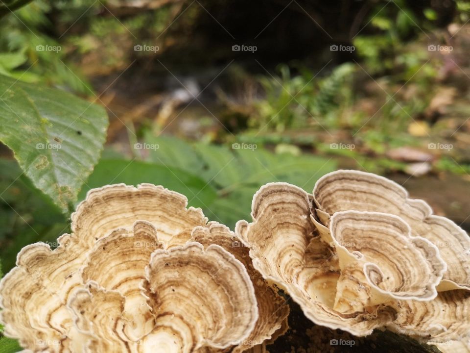 Overlapping mushrooms