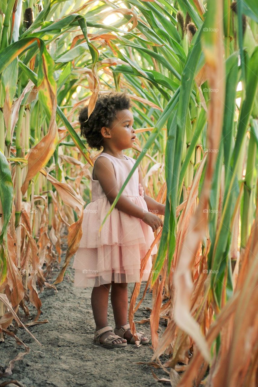 Little boho girl walking in corn field