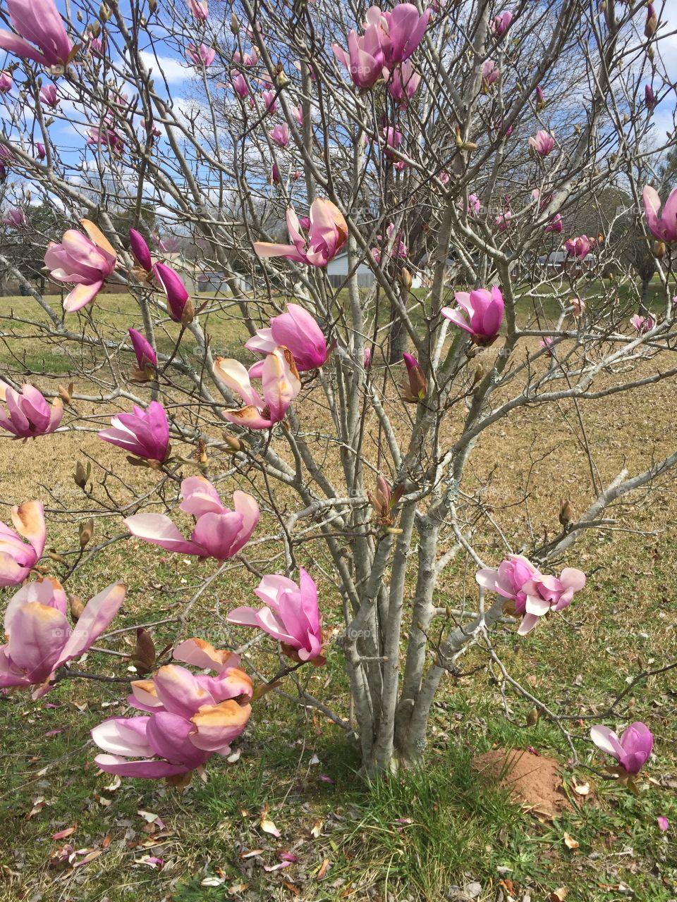 A small tree started to bloom with large pink blossoms. 