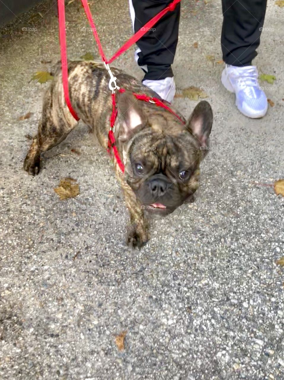 Brown and black French Bulldog on red leash walking outside on the pavement with its owner, whose feet are visible in sneakers.