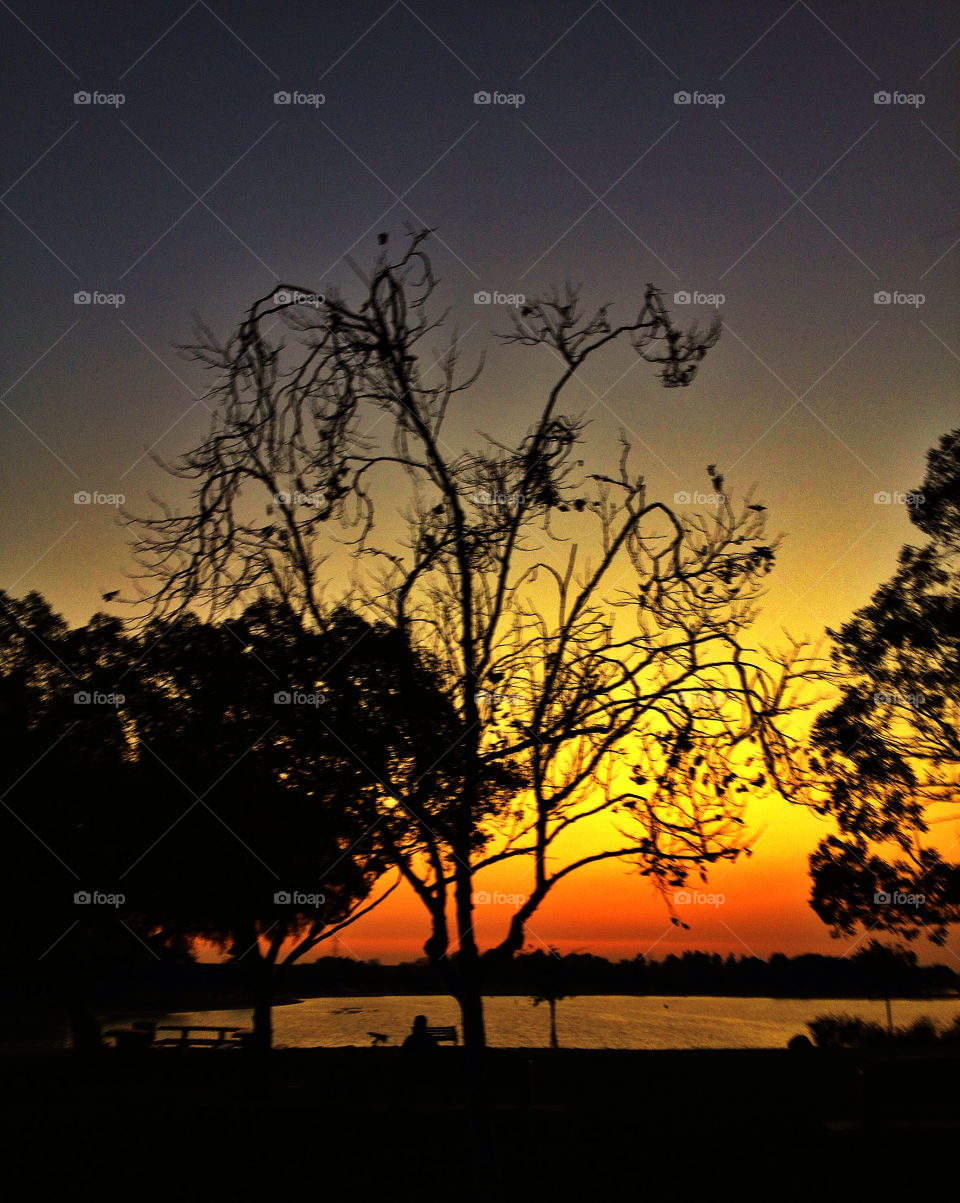 irwindale sky nature tree by analia