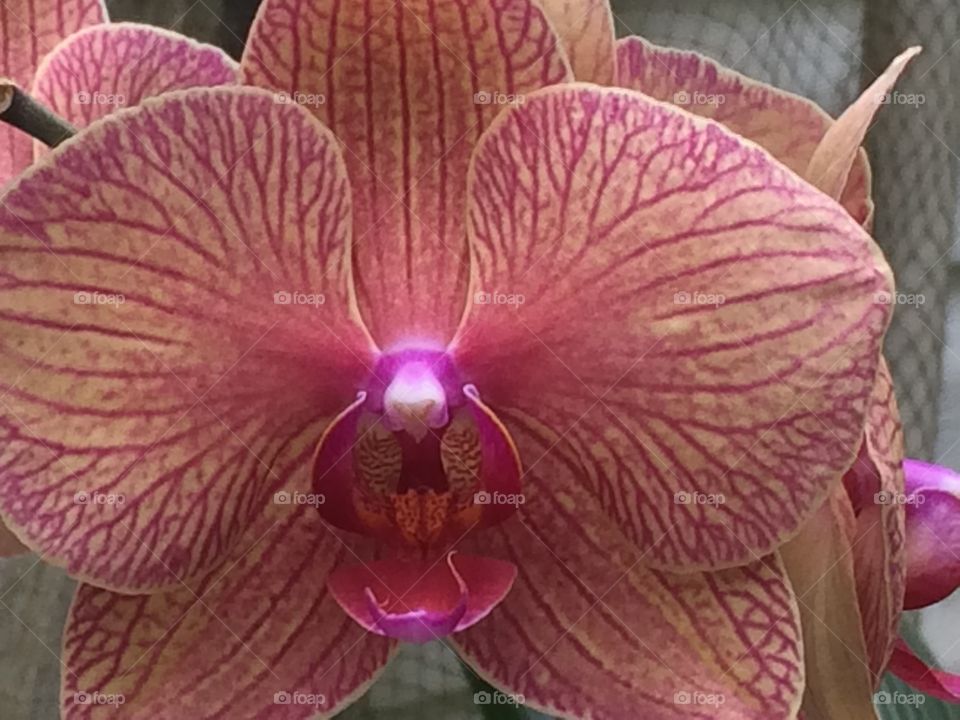 Orchid 