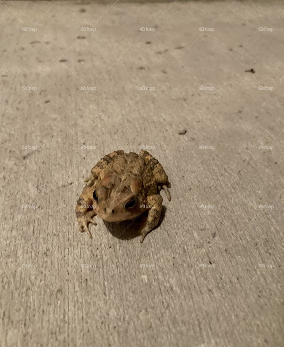 Toad on cement