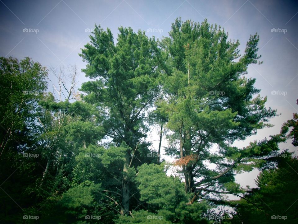 Tall Trees