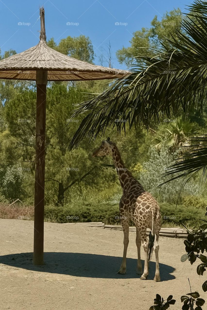 Giraffe standing under a thatched umbrella in a sunny wildlife park, surrounded by tropical trees and dry ground, peaceful and natural atmosphere.