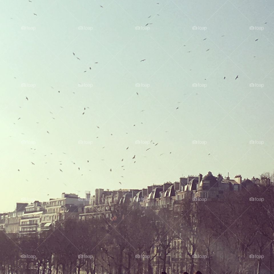 Paris birds take flight