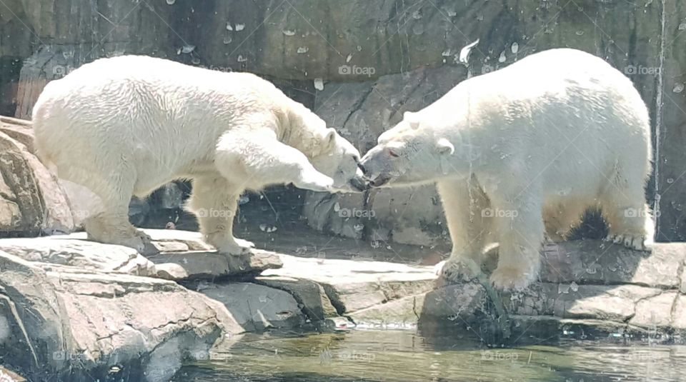 Brothers at play . A fav thing to do, watching the polar bears. 