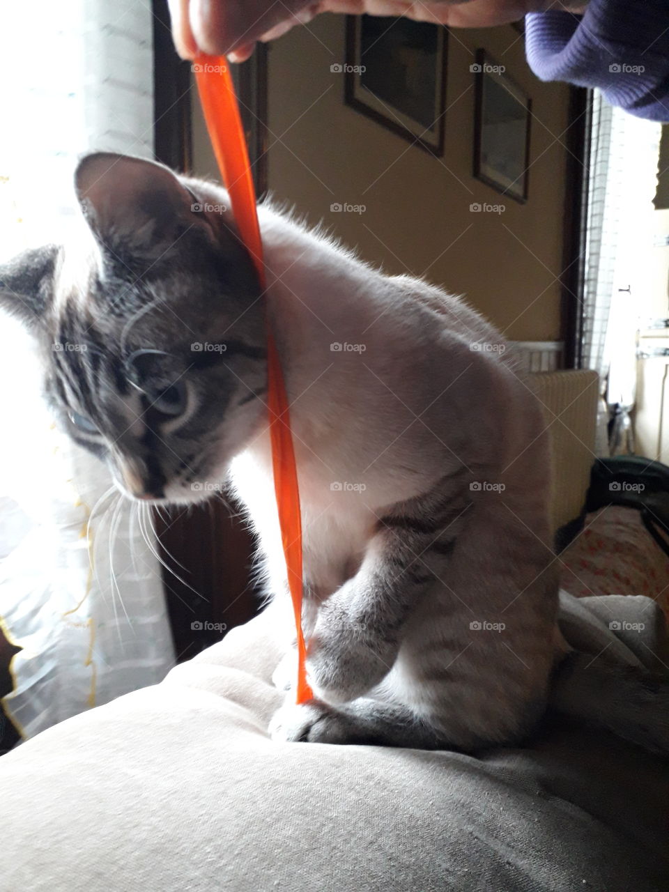 my cat playing with a ribbon