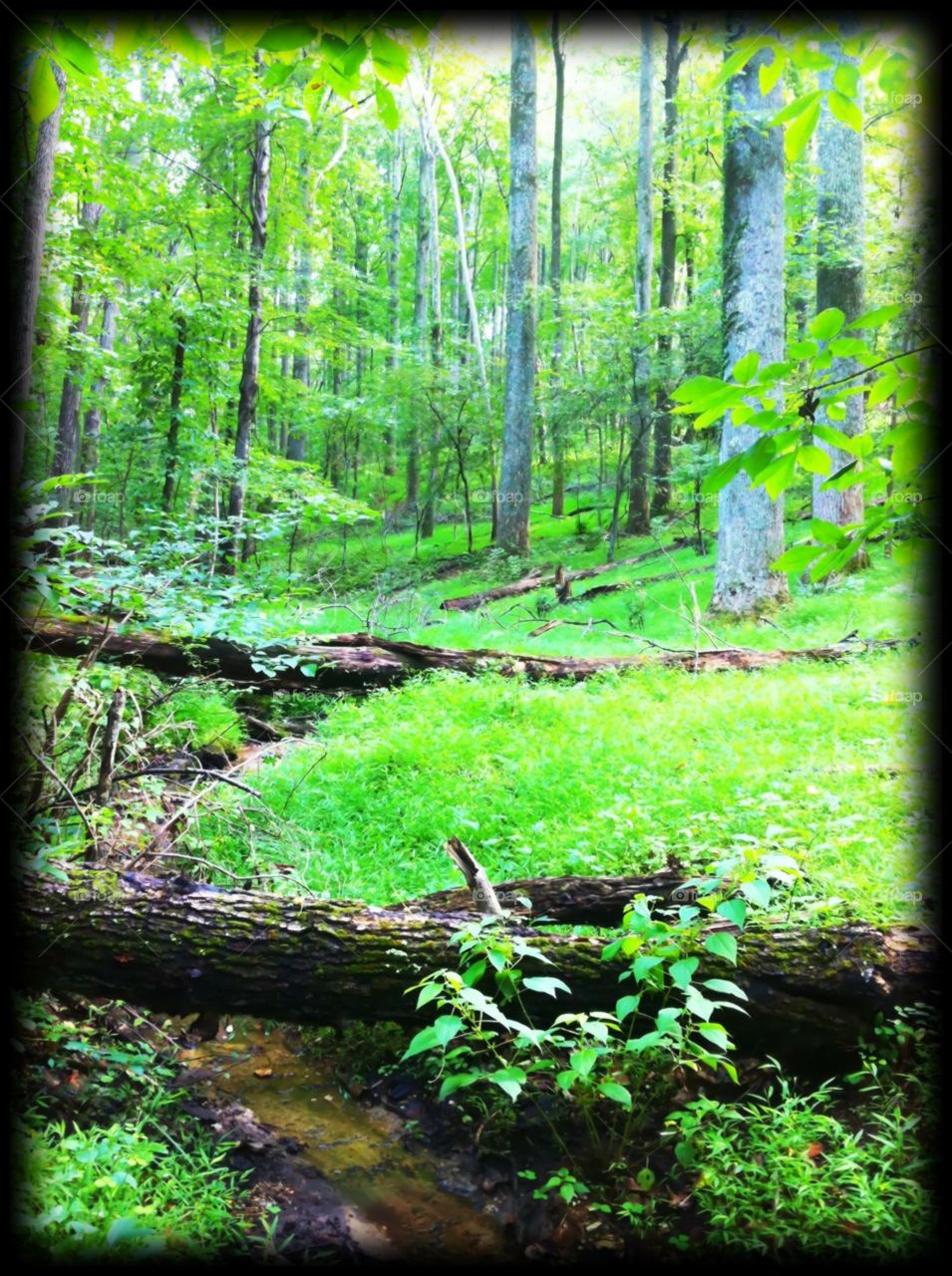 A mystical forest where the Blair Witch movie was filmed in Maryland
