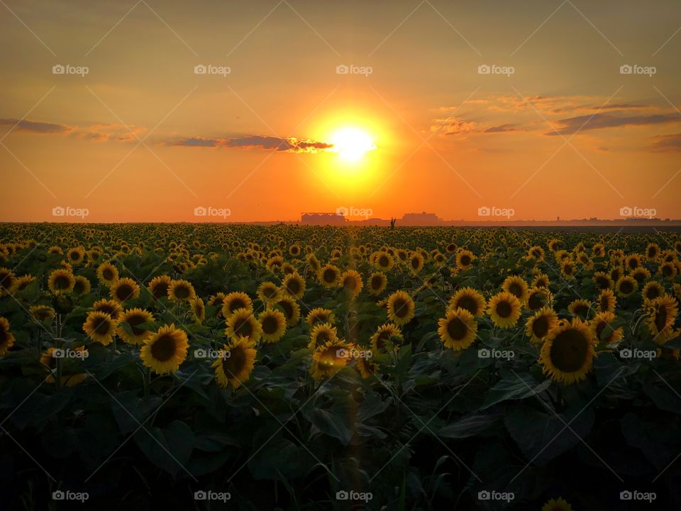 Sunflower 