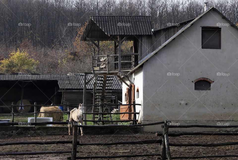 Detail of a horse farm is Hungary