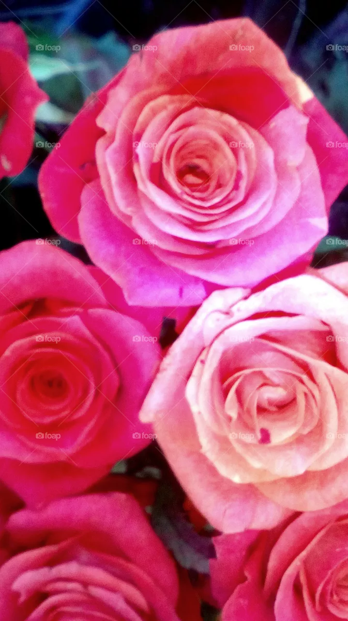 Roses