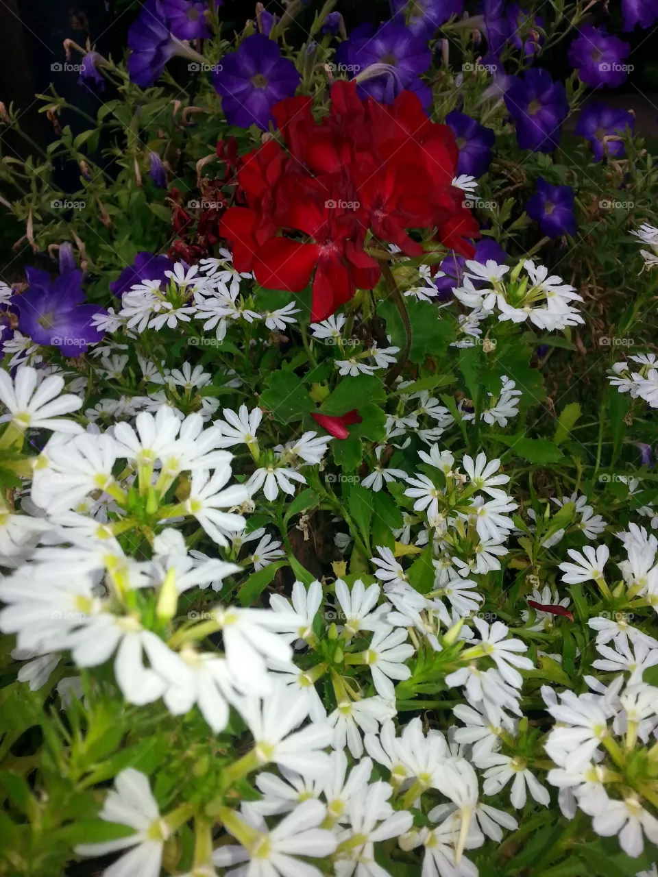 flowers