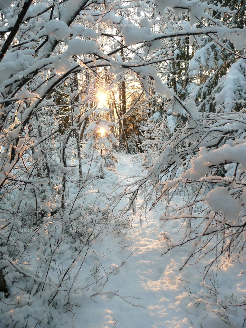 View of snow covered trees in forest