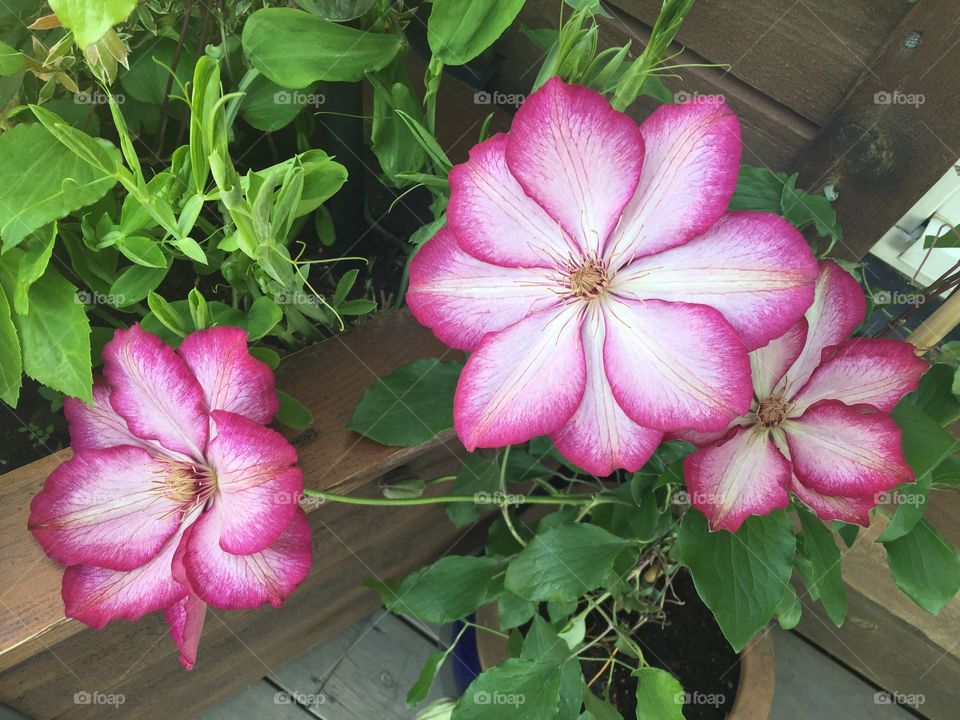 Clematis pink flowers