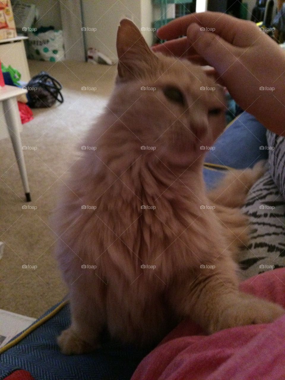 Petting