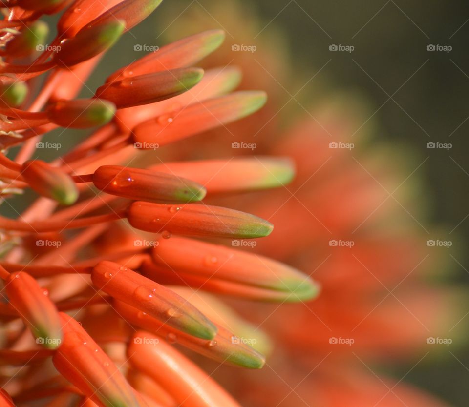 Red flower in Madeira garden