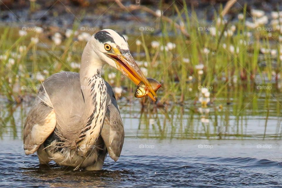 Heron catching fish