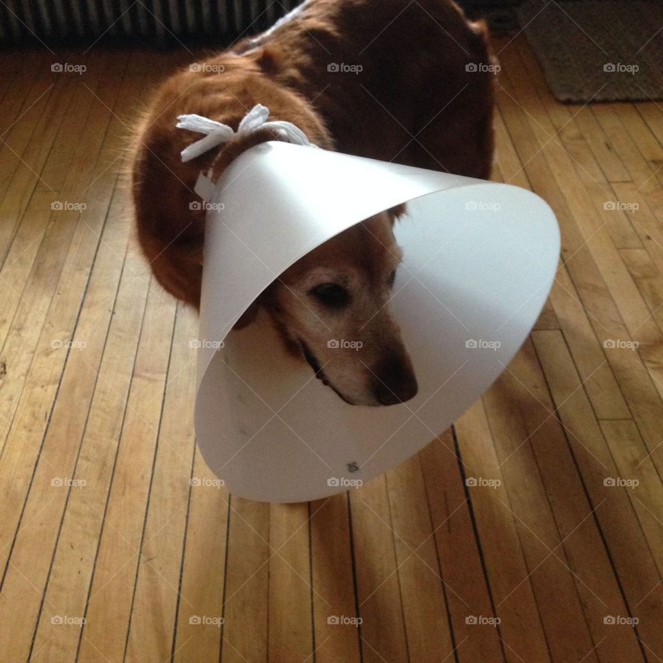 Golden Retriever dog wearing head cone