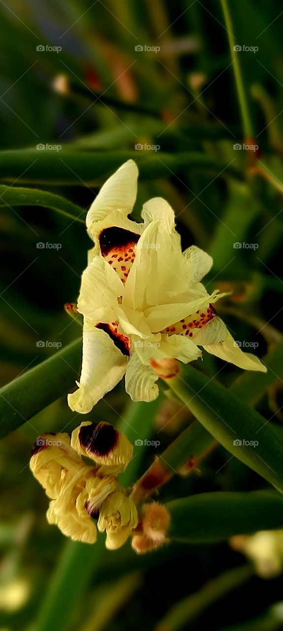 yellow flower