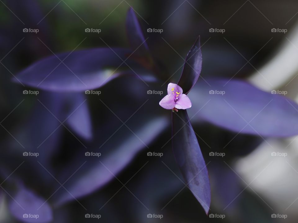 Flower little Flor pink purple Nature beautiful Garden jardim natureza Stock imagem beauty resource bokeh simple