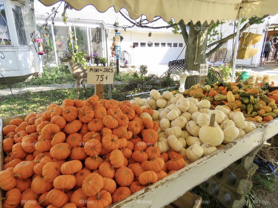 Pumpkins for sale at local country market along route 306, Kirtland, Ohio USA 