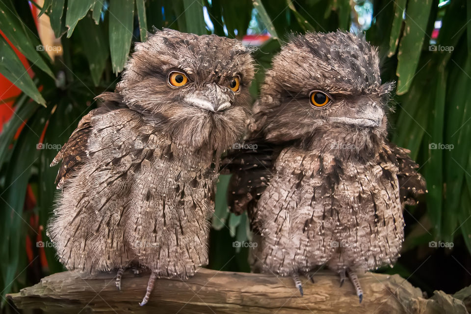 Two owls sitting on the bark