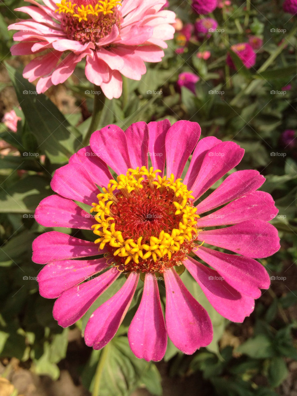 nature pink flower romania by ic.stancu