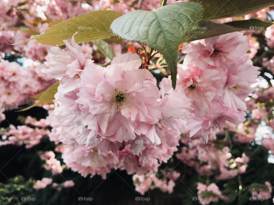 Masses of pink Cherry Blossom at the bottom of my garden  🌸