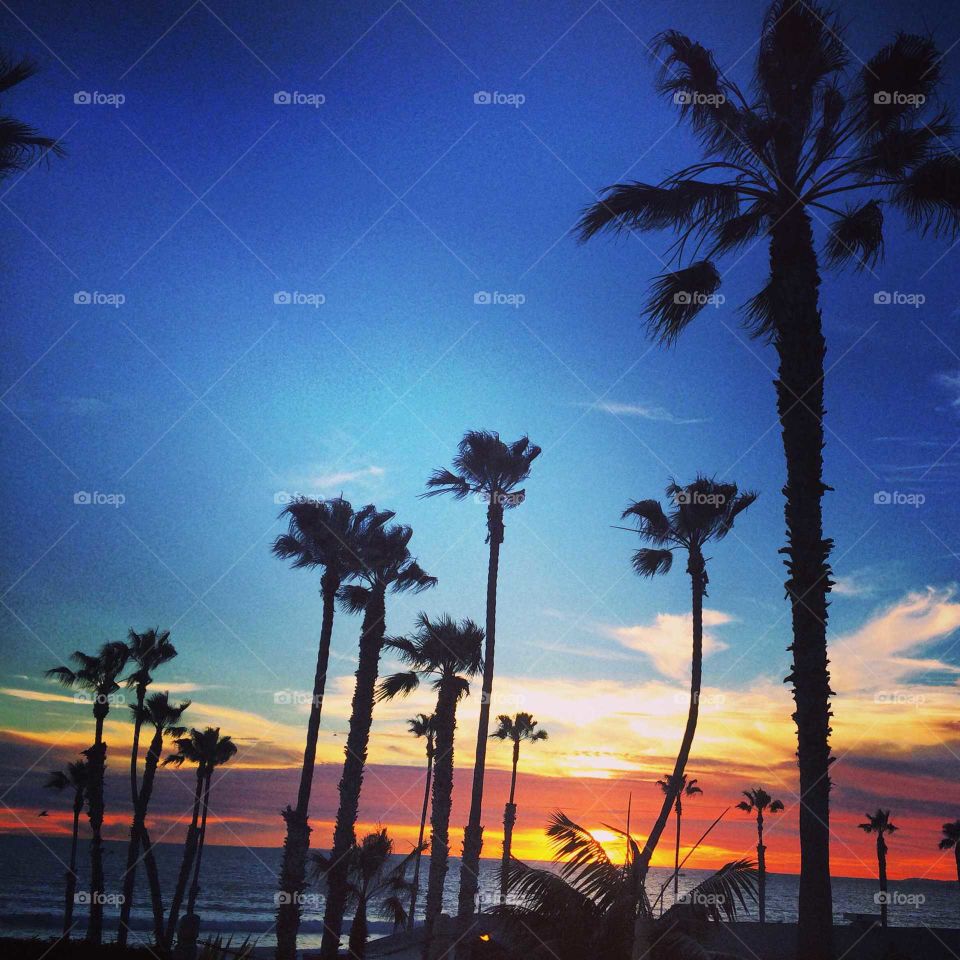 sunsets in Oceanside ,California  Palm Trees