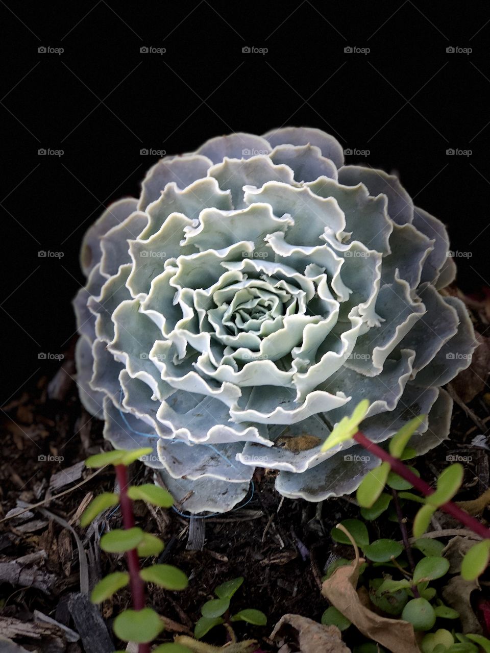 Dramatic, Beautiful and Colorful Succulents and Cactus . Perfect for Canvas Art, Metal Art, Botanical Art , Greeting Cards, Screensavers, Landscape Marketing.