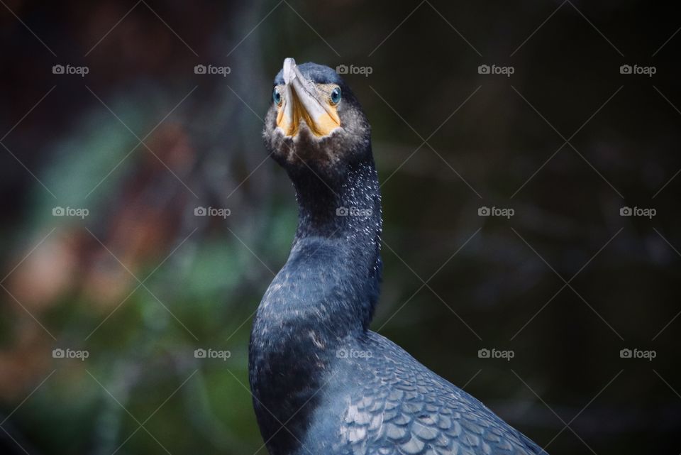 Cormorant 