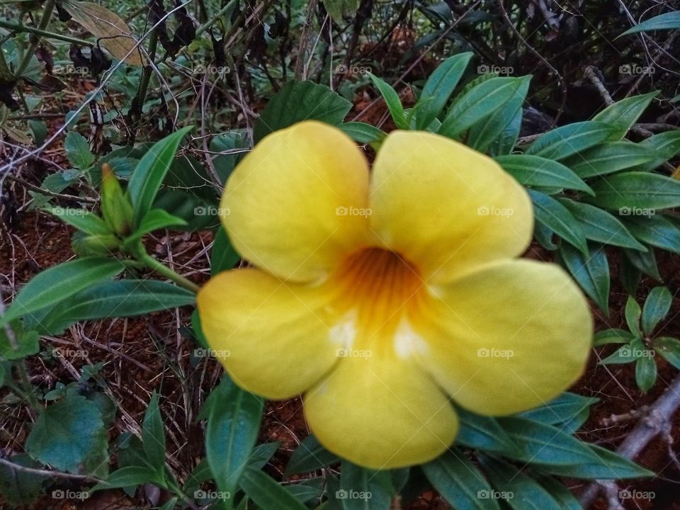 portrait of allamanda flower