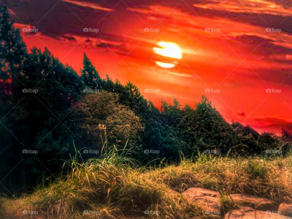 amazing sunset in the forest view