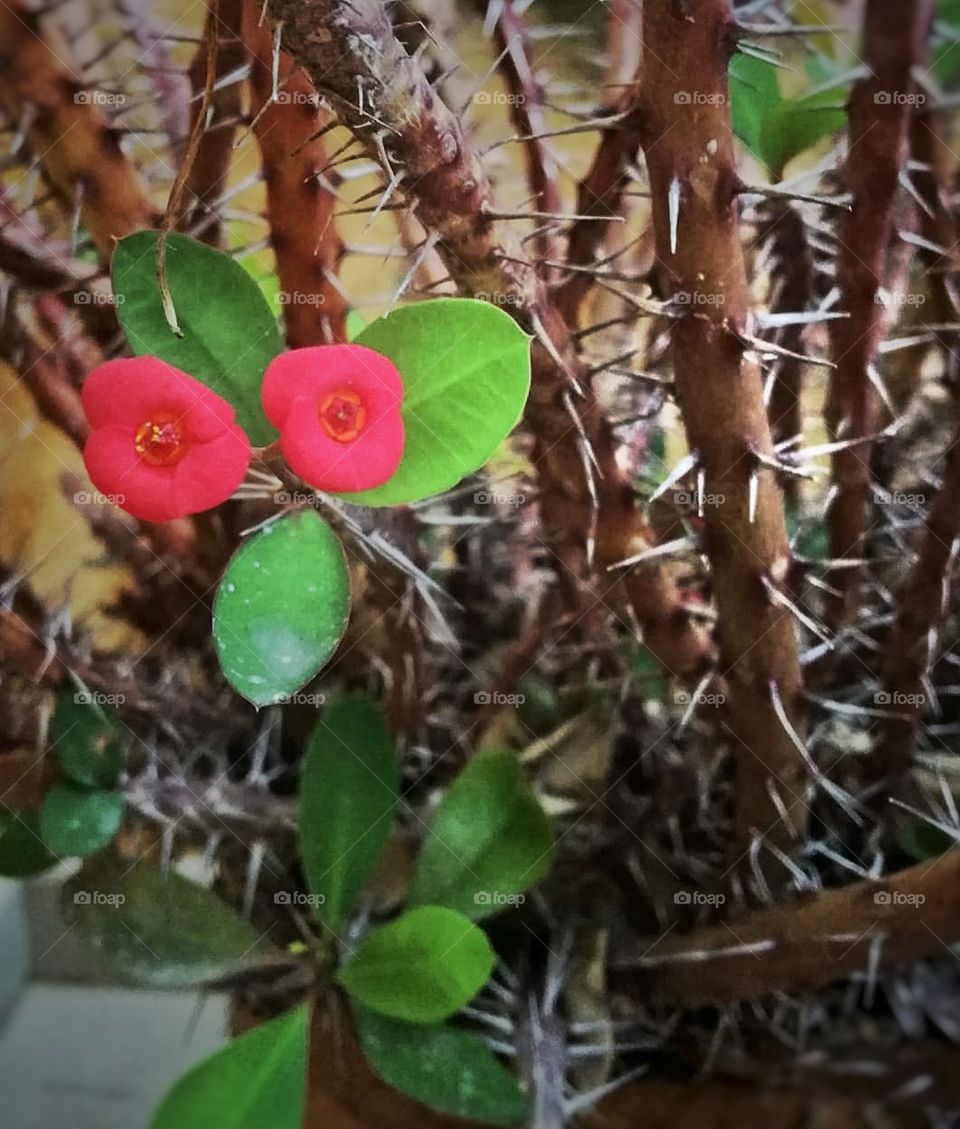 Thorns and flowers