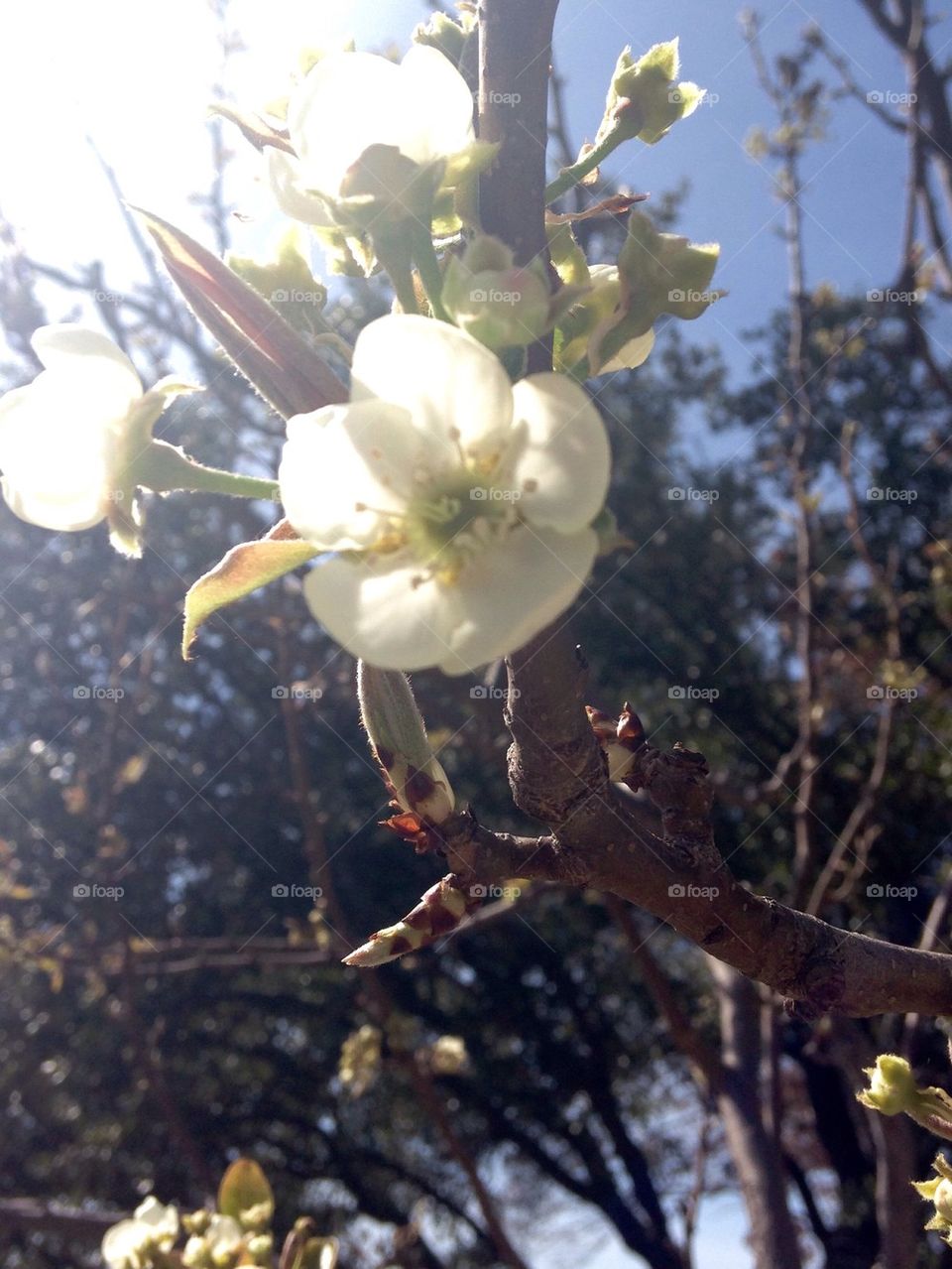 Pear tree blossom