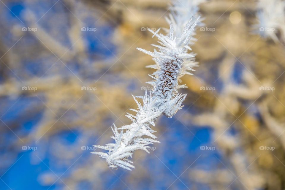 Birch catkins covered with frost.